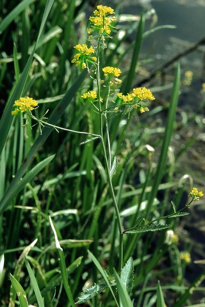Pflanzenbild gross Wasser-Sumpfkresse - Rorippa amphibia