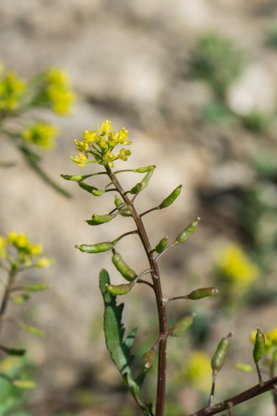 Pflanzenbild gross Echte Sumpfkresse - Rorippa palustris