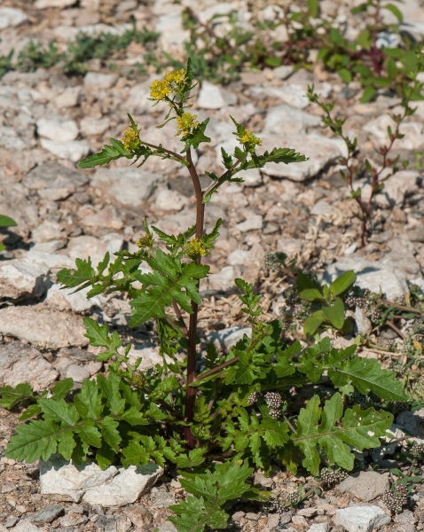Pflanzenbild gross Echte Sumpfkresse - Rorippa palustris