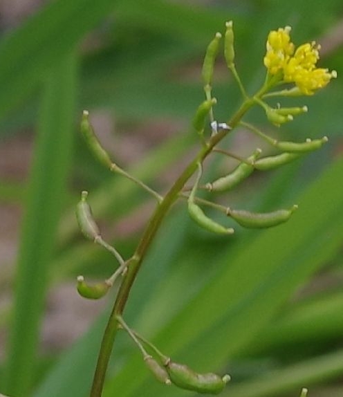 Pflanzenbild gross Echte Sumpfkresse - Rorippa palustris