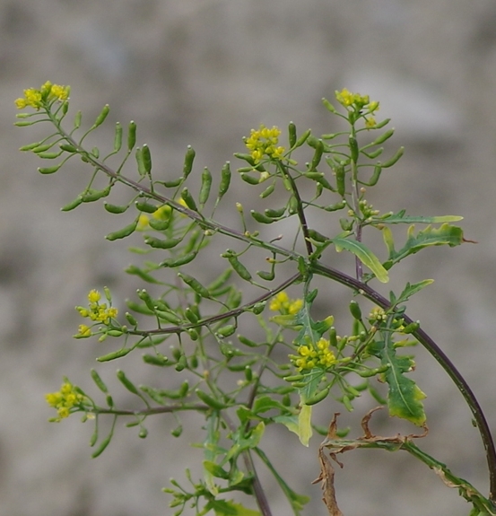 Pflanzenbild gross Echte Sumpfkresse - Rorippa palustris