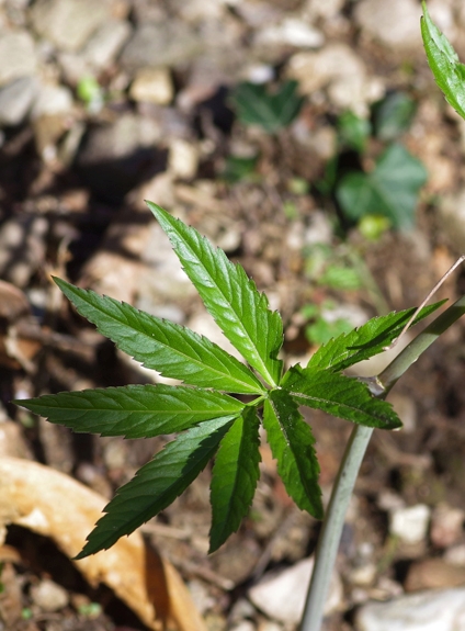 Pflanzenbild gross Fiederblättrige Zahnwurz - Cardamine heptaphylla