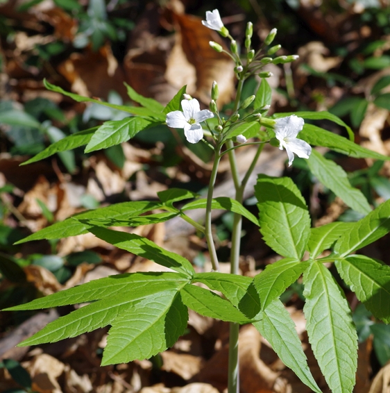 Pflanzenbild gross Fiederblättrige Zahnwurz - Cardamine heptaphylla
