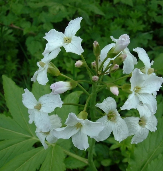 Pflanzenbild gross Fiederblättrige Zahnwurz - Cardamine heptaphylla