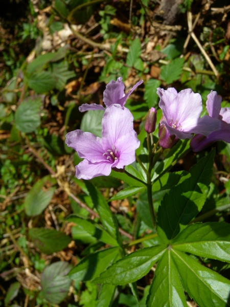 Pflanzenbild gross Fingerblättrige Zahnwurz - Cardamine pentaphyllos