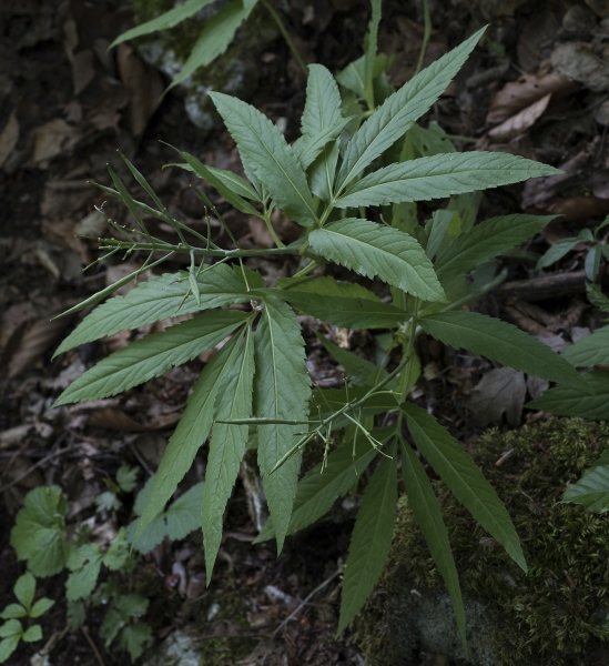 Pflanzenbild gross Fiederblättrige Zahnwurz - Cardamine heptaphylla