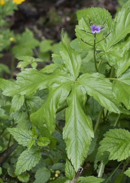 Pflanzenbild gross Fingerblättrige Zahnwurz - Cardamine pentaphyllos