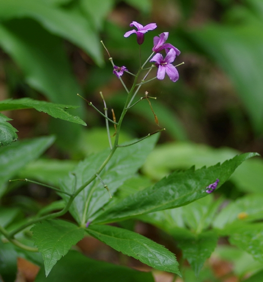 Pflanzenbild gross Fingerblättrige Zahnwurz - Cardamine pentaphyllos