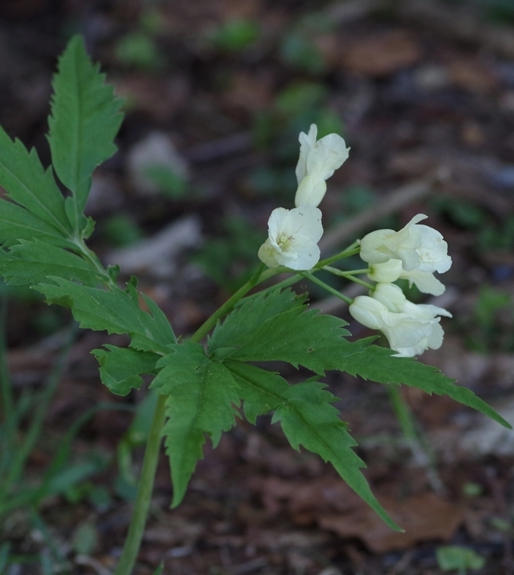 Pflanzenbild gross Kitaibels Zahnwurz - Cardamine kitaibelii