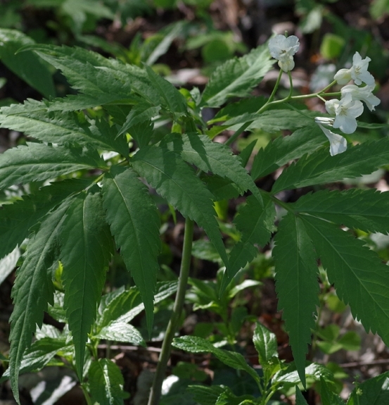 Pflanzenbild gross Kitaibels Zahnwurz - Cardamine kitaibelii