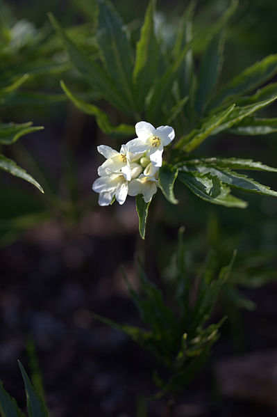 Pflanzenbild gross Kitaibels Zahnwurz - Cardamine kitaibelii