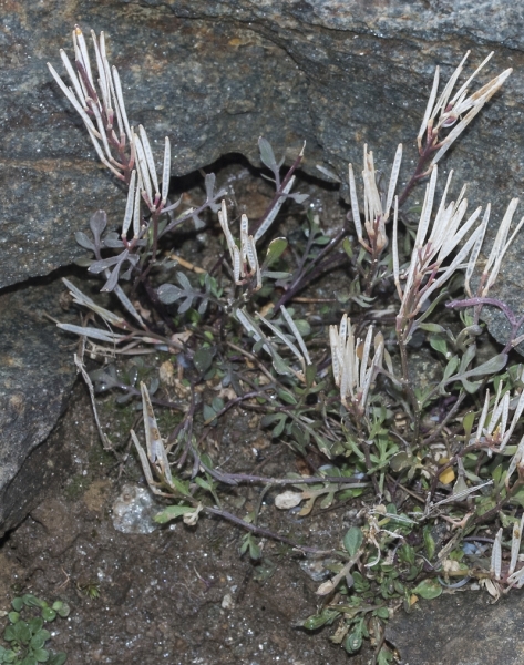 Pflanzenbild gross Resedablättriges Schaumkraut - Cardamine resedifolia