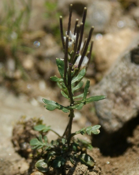 Pflanzenbild gross Resedablättriges Schaumkraut - Cardamine resedifolia
