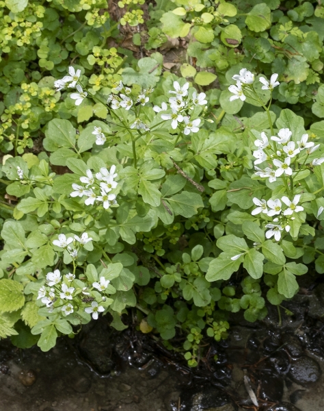 Pflanzenbild gross Bitteres Schaumkraut - Cardamine amara