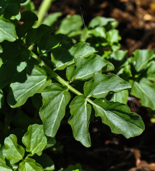 Pflanzenbild gross Bitteres Schaumkraut - Cardamine amara