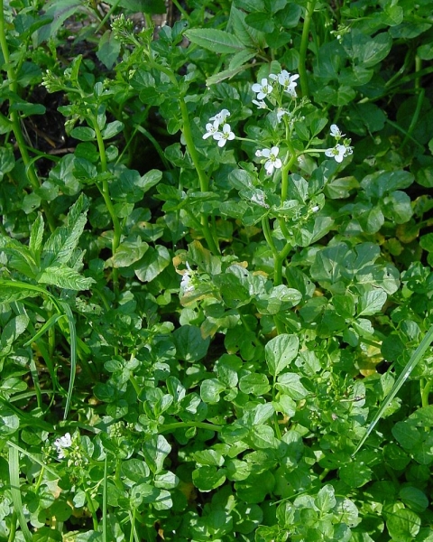 Pflanzenbild gross Bitteres Schaumkraut - Cardamine amara
