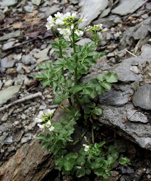 Pflanzenbild gross Bitteres Schaumkraut - Cardamine amara