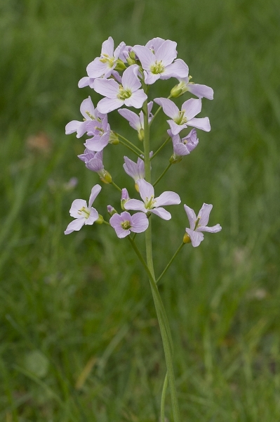 Pflanzenbild gross Gewöhnliches Wiesen-Schaumkraut - Cardamine pratensis