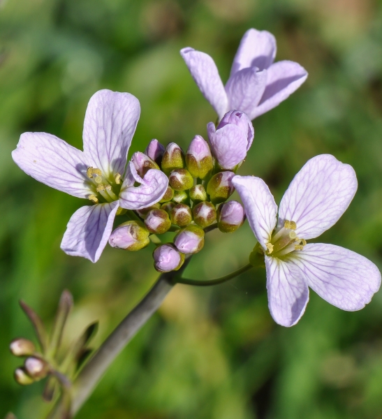 Pflanzenbild gross Gewöhnliches Wiesen-Schaumkraut - Cardamine pratensis