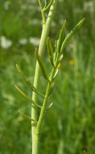 Pflanzenbild gross Gewöhnliches Wiesen-Schaumkraut - Cardamine pratensis