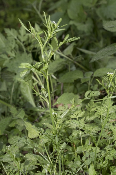 Pflanzenbild gross Wald-Schaumkraut - Cardamine flexuosa aggr.