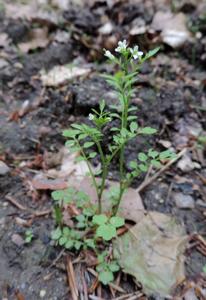 Pflanzenbild gross Wald-Schaumkraut - Cardamine flexuosa aggr.