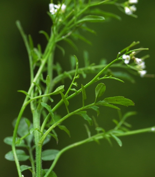 Pflanzenbild gross Wald-Schaumkraut - Cardamine flexuosa aggr.