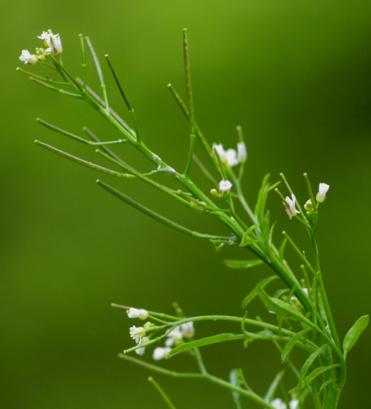 Pflanzenbild gross Wald-Schaumkraut - Cardamine flexuosa aggr.