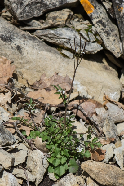 Pflanzenbild gross Vielstängeliges Schaumkraut - Cardamine hirsuta