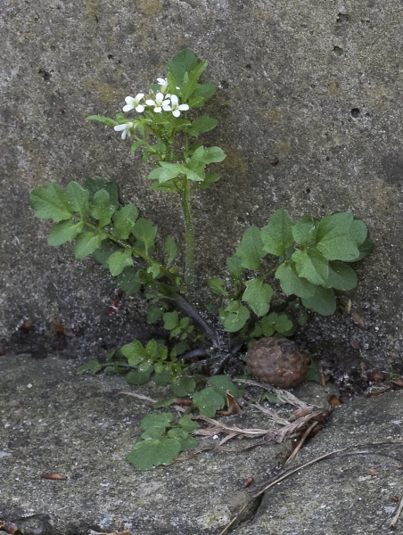 Pflanzenbild gross Vielstängeliges Schaumkraut - Cardamine hirsuta