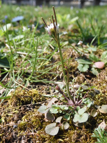 Pflanzenbild gross Vielstängeliges Schaumkraut - Cardamine hirsuta