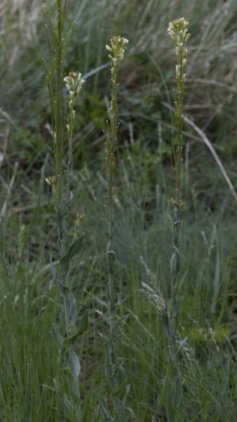 Pflanzenbild gross Turmkraut - Turritis glabra