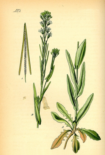 Pflanzenbild gross Turmkraut - Turritis glabra