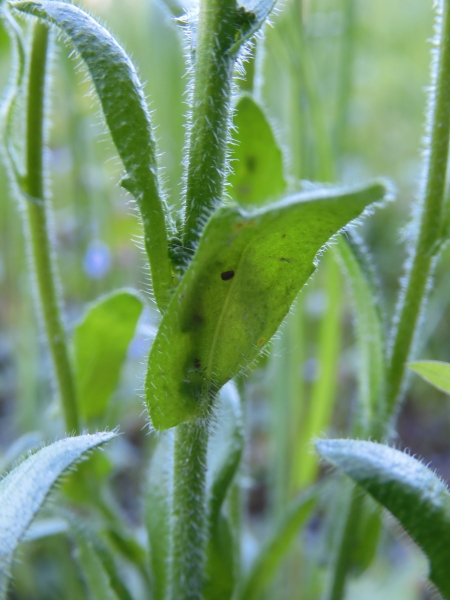Pflanzenbild gross Gewöhnliche Rauhaar-Gänsekresse - Arabis hirsuta