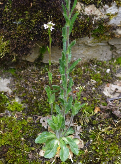 Pflanzenbild gross Gewöhnliche Rauhaar-Gänsekresse - Arabis hirsuta