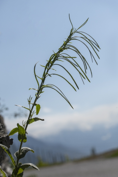 Pflanzenbild gross Turm-Gänsekresse - Arabis turrita