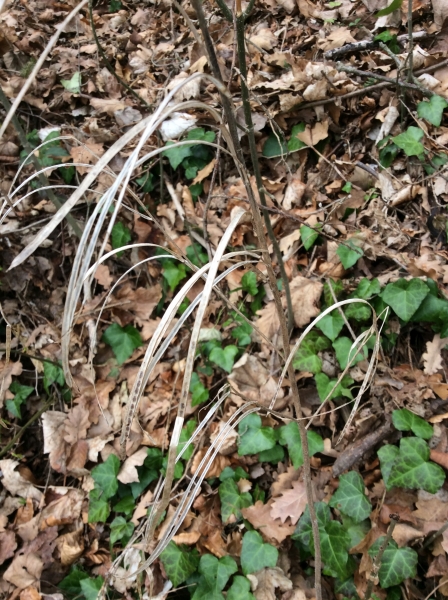 Pflanzenbild gross Turm-Gänsekresse - Arabis turrita