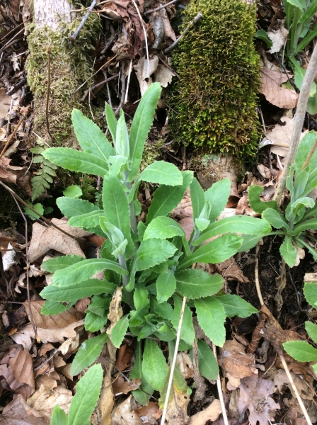 Pflanzenbild gross Turm-Gänsekresse - Arabis turrita