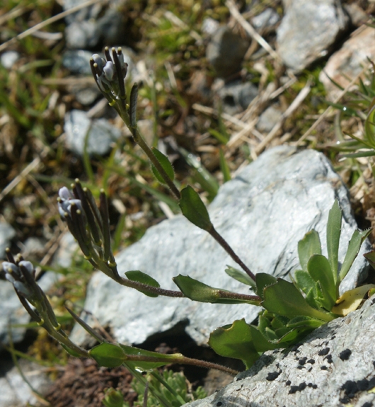 Pflanzenbild gross Bläuliche Gänsekresse - Arabis caerulea