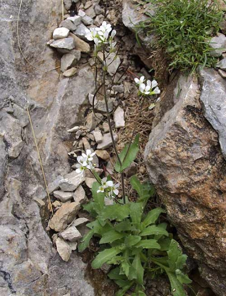 Pflanzenbild gross Alpen-Gänsekresse - Arabis alpina
