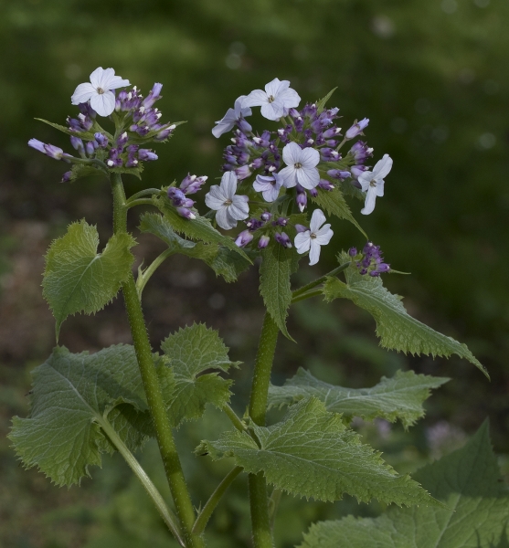 Pflanzenbild gross Wilde Mondviole - Lunaria rediviva