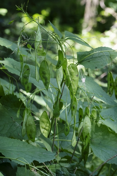 Pflanzenbild gross Wilde Mondviole - Lunaria rediviva