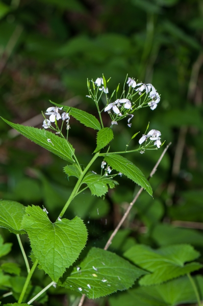 Pflanzenbild gross Wilde Mondviole - Lunaria rediviva