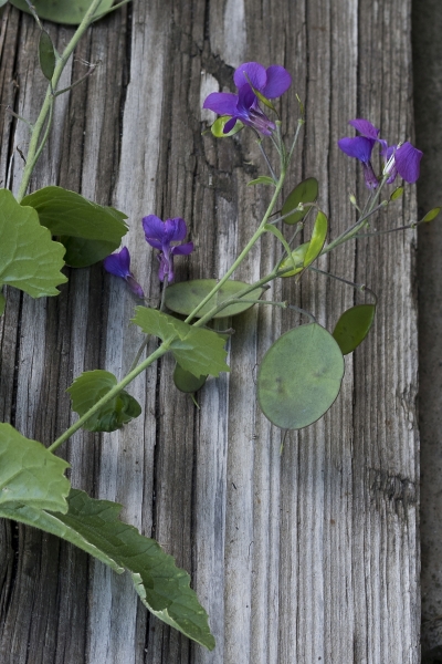 Pflanzenbild gross Garten-Mondviole - Lunaria annua