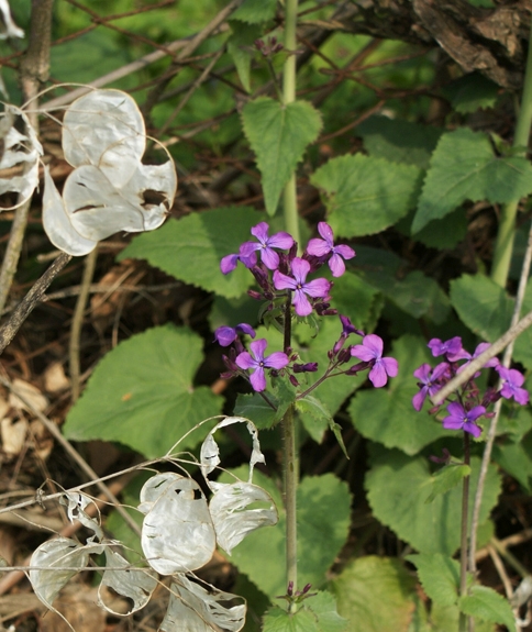 Pflanzenbild gross Garten-Mondviole - Lunaria annua