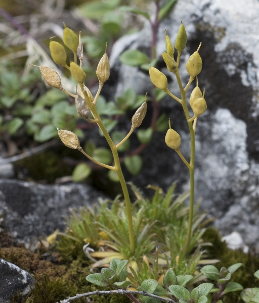 Pflanzenbild gross Immergrünes Felsenblümchen - Draba aizoides