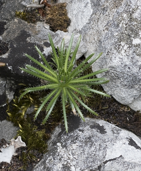 Pflanzenbild gross Immergrünes Felsenblümchen - Draba aizoides