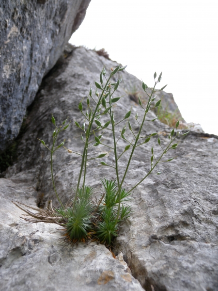 Pflanzenbild gross Immergrünes Felsenblümchen - Draba aizoides