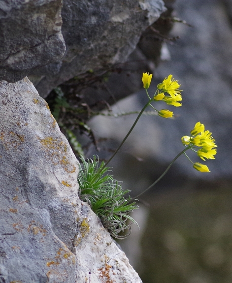 Pflanzenbild gross Immergrünes Felsenblümchen - Draba aizoides