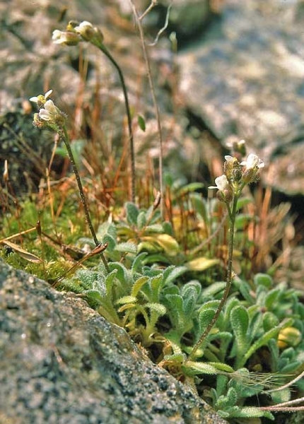Pflanzenbild gross Gletscher-Felsenblümchen - Draba dubia